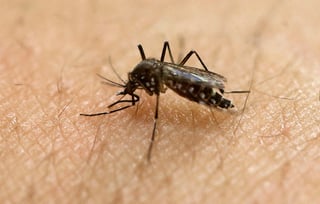 Ante las recientes lluvias, buscan evitar la proliferación del mosquito transmisor de enfermedades como el dengue, zika y chikungunya. (ARCHIVO) 