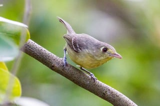 La protección del Caribe será una de las prioridades de la sexta Conferencia Ornitológica de América del Norte. (ARCHIVO)
