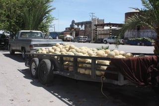 Producción. Están a pocos días de culminar con las cosechas de melón y sandía en el municipio de San Pedro.