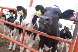 Productores. Los productores sociales de leche de traspatio siguen siendo los más afectados. (ARCHIVO)