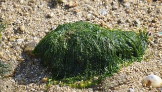 Estudios demuestran que las algas marinas absorben el dióxido de carbono (CO2), por lo que Margoth Marissa Gamboa Lugo, de 15 años, integrante del grupo de Apoyo a Sobresalientes del Estado de Sinaloa (Grupo ASES), se propuso desarrollar un método sustentable. (TWITTER) 

