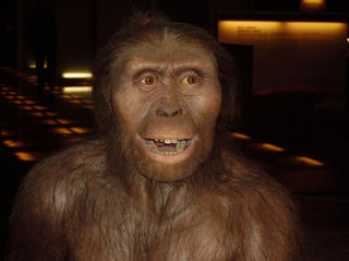 La Australopithecus afarensis vivió hace 3.2 millones de años, medía 1.10 metros de altura y pesaba 27 kilogramos.