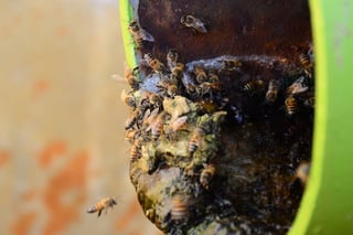 Confirman. Sagarpa dice que sí encontraron restos de plaguicidas en muestras de abejas, pero en bajas concentraciones. (ARCHIVO)