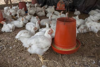 Destacan. Agricultores y ganaderos de La Laguna son los primeros productores de carne de ave. (ARCHIVO)