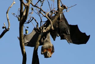 De acuerdo a datos del STRI, en Panamá habitan unas 120 especies de murciélagos. (ARCHIVO)