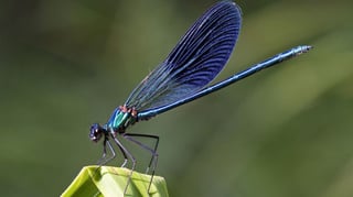 La principal característica que distingue la Erythrodiplax ana de las otras especies de su género es que el macho tiene su cuerpo revestido por una cera azulada. (ESPECIAL)
