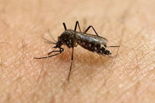 Registro. Este año Gómez Palacio ha registrado un caso importado  de zika.  (ARCHIVO) 