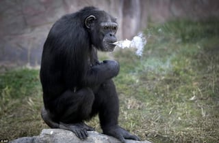 Los cuidadores dicen que el animal no inhala realmente el humo. (INTERNET)