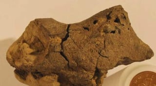 Los científicos creen que la cabeza del dinosaurio muerto quedó enterrada en barro en la parte más profunda de un pantano, lo que ha contribuido a su buena conservación. (ESPECIAL)