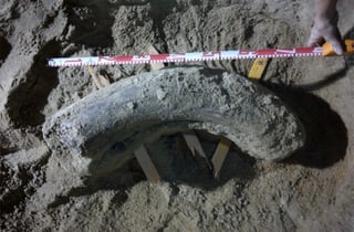 Ya en 2007, se había descubierto en el área el esqueleto completo de otro mamut.