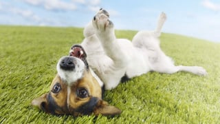 Si bien un perro que menea la cola no forzosamente se está riendo, la acción puede relacionarse con la risa de acuerdo con las circunstancias. (INTERNET)