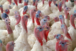 La restricción a las importaciones es a todo producto y derivado de origen avícola: pollos, pavos, gansos, huevos, plumas, entre otros.(ARCHIVO)