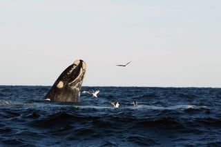 “Los refugios ubicados dentro de la Reserva de la Biosfera El Vizcaíno han permitido el cuidado y preservación de la especie de la ballena en México”, destacó la comisión.(ARCHIVO)