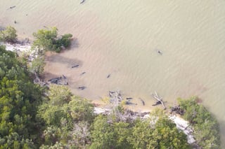 De los 81 cetáceos fallecidos, 72 murieron por causas desconocidas y los 9 restantes fueron sacrificados, indicó la NOAA en una conferencia de prensa para dar detalles de lo sucedido. (EFE)