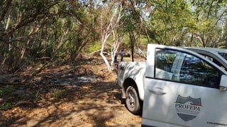 Los responsables seccionaron madera en rollo y la cargaron en dos vehículos dentro de un predio forestal en la localidad de San Juan Tumbio. (ARCHIVO)