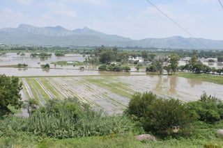 Apoyo. Beneficiarán a los productores de Lerdo que perdieron sus cosechas de alfalfa con el río. Se perdieron 110 hectáreas. 