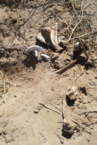Falsa alarma. El viernes un leñador encontró huesos, que resultaron ser de un perro. (ARCHIVO)