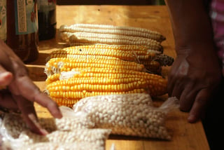 Con el maíz se elaboran los tres productos fundamentales que son base de la alimentación del pueblo mexicano, como es el caso de la tortilla, el tamal y el atole. (NOTIMEX)
