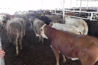 Ganado. Engordadores locales compran ganado en Tabasco, Veracruz, Guerrero y Oaxaca. (ARCHIVO)