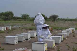Abejas. Aseguran que el recurso de 1.9 millones de pesos para los apicultores se encuentra ya autorizado y será entregado. (ARCHIVO)