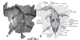 Hallazgo. El Mauriciosaurus fernandezi es un ejemplar que conserva el esqueleto casi completo.