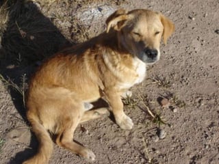 Cifras. Según datos proporcionados por la Dirección del Centro Antirrábido en Torreón, se tiene registro del dos por ciento de agresiones caninas en aquella región, los casos son graves, pero menos que en años anteriores.

