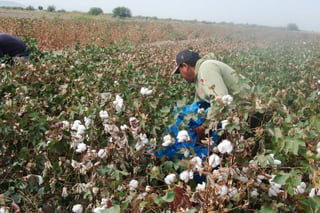Superficie. En lo que respecta al cultivo de algodón este año se registra un incremento en la superficie a sembrar.