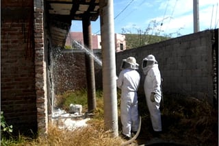 Apoyo. Protección Civil y Bomberos retiran constantemente enjambres de abejas en el municipio de Lerdo.