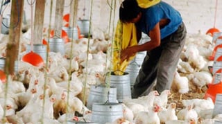El pollo también. Los avicultores aseguran que la carne de ave procedente de Brasil también corre riesgos de estar adulterada. 
