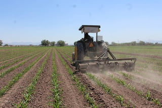 Producen. En últimos años se ha sembrado un promedio de 176 mil hectáreas en la región Lagunera de Durango y Coahuila.