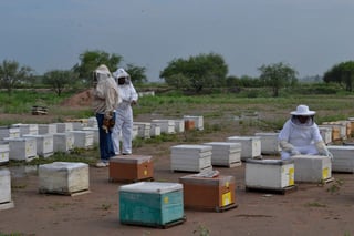 Mortandad. El apoyo gestionado por Sagarpa para ayudar a los apicultores por mortandad de abejas en 2015 todavía no llega. (ARCHIVO)