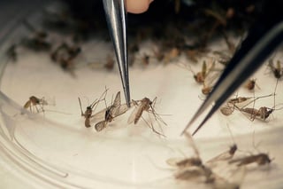 Prevención. Salud Municipal reforzará las acciones para favorecer campaña contra dengue.