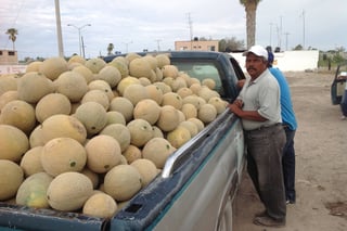 Costo. De 1.00 a 2.50 pesos por kilo llegan a rematar el melón los productores de Tlahualilo.