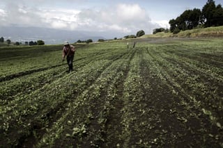 Agricultores locales intentan evitar cambios en el TLCAN que afecten su acceso al mercado mexicano, el más importante para varios productos agrícolas estadunidenses. (ARCHIVO)
