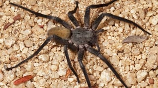 Las patas como la cabeza son de color café mientras el abdomen es amarillo. 
