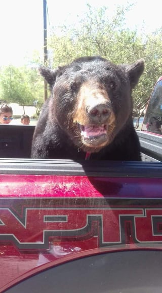 En redes sociales circularon imágenes del oso en las calles de Durango. (ESPECIAL) 