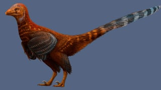 Este grupo de dinosaurios está estrechamente relacionado con la aves tal y como las conocemos hoy y sus características plumas asimétricas representaron un avance en su proceso evolutivo para poder volar. (ESPECIAL)