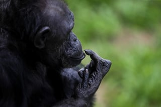 Aunque los bonobos y los chimpancés se parecen en muchos aspectos al existir una relación genética muy estrecha entre ambas especies, difieren en puntos importantes de su comportamiento. (ARCHIVO)
