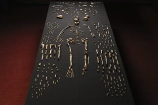 El Homo naledi, con una mezcla de características humanas y primitivas tales como un cerebro pequeño, vivió en un período más reciente, en términos paleontológicos, de lo que se pensaba. (ARCHIVO)