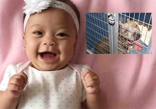 Bebé de seis meses muere al ser atacada por un pitbull