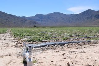 Pérdidas. No se han cuantificado los daños en 1,670 hectáreas de cultivos ubicadas al norte del municipio. (EL SIGLO DE TORREÓN)