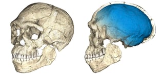 Los autores del descubrimiento datan el fósil encontrado en Marruecos en una edad de unos 315,000 años, mientras que los restos hasta ahora conocidos de 'homo rhodesiensis' o de 'homo heidelbergensis' databan de 200,000 años. (AP)