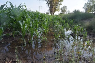 Muy pocos. Este año sí llegó el agua rodada a parcelas de los ejidos El Oasis y San Lorenzo, pero cultivaron productores privados.