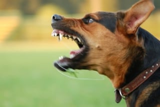 Registro. Cada año  Coahuila  registra alrededor de mil mordeduras de perros, el 65 por ciento de ellas contra niños.