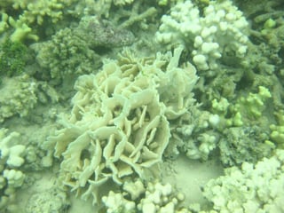 Alrededor de tres cuartos de los arrecifes de coral sufrieron daños o murieron por agua caliente, en lo que los científicos llamaron la más grande catástrofe de corales. (ARCHIVO)