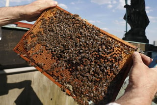 Piden apoyo. Apicultores laguneros no dejan de enfrentar adversidades para la sobrevivencia de las abejas en la región. (EL SIGLO DE TORREÓN)