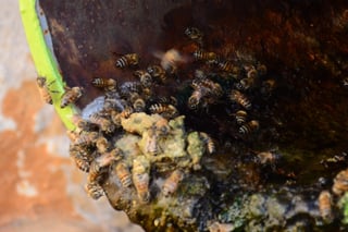 Como se sabe, la crisis de las abejas no es exclusiva de la UE, pues se vive en diversas regiones, siendo La Laguna una de ellas. (FERNANDO COMPEÁN)