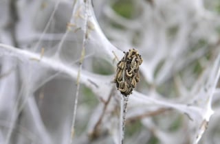 Han descubierto un mecanismo de defensa con el que algunas plantas convierten a insectos herbívoros en caníbales. (ARCHIVO)