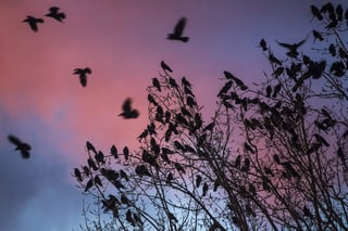 Un nuevo estudio ha descubierto que los cuervos también están dispuestos a renunciar a una recompensa inmediata para obtener algo mejor en el futuro. (ARCHIVO)