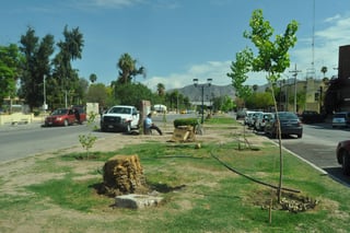 Reposición. Los cuatro lados de la Alameda Zaragoza ya fueron reforestados tras la tala de las palmas enfermas. (GUADALUPE MIRANDA)